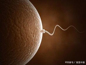 成人蝌蚪性视频